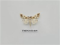 藏品(螟蛾304)的圖片